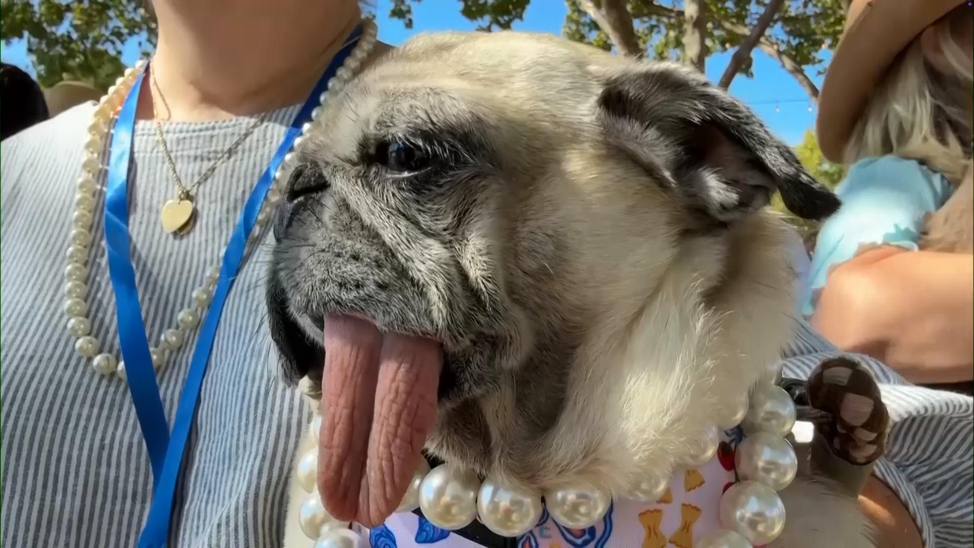 World’s ugliest dog contest is held in Santa Rosa, California