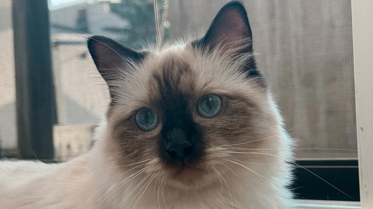 Ragdoll cat jumps like a little baby goat & it couldn't be cuter