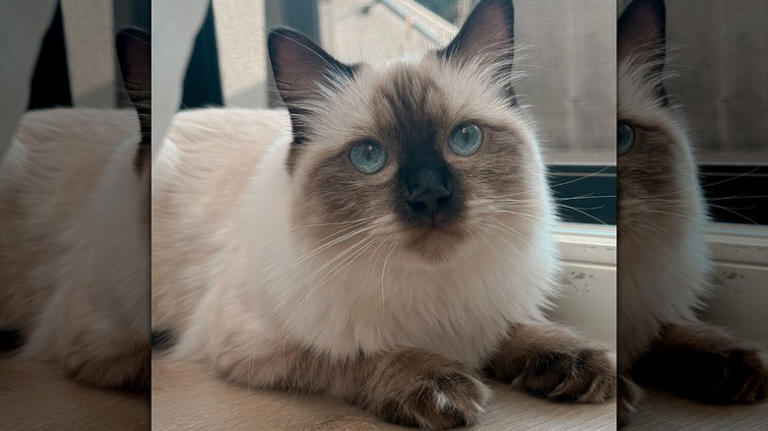 Ragdoll cat jumps like a little baby goat & it couldn't be cuter