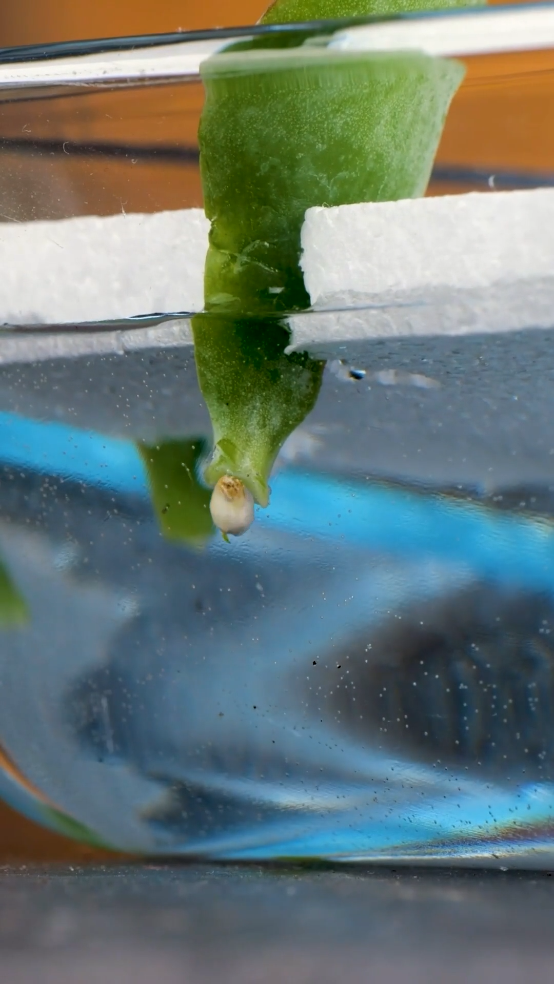Essential gardening hacks to grow healthier plants