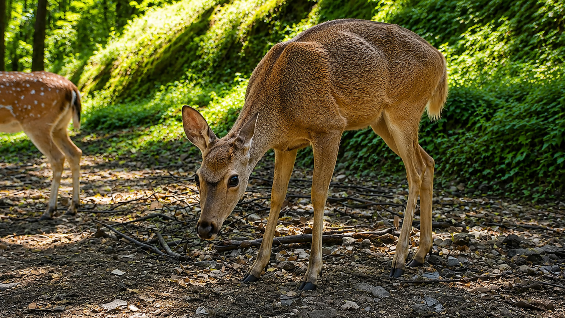 Hidden camera captures deer foraging on a shaded forest floor