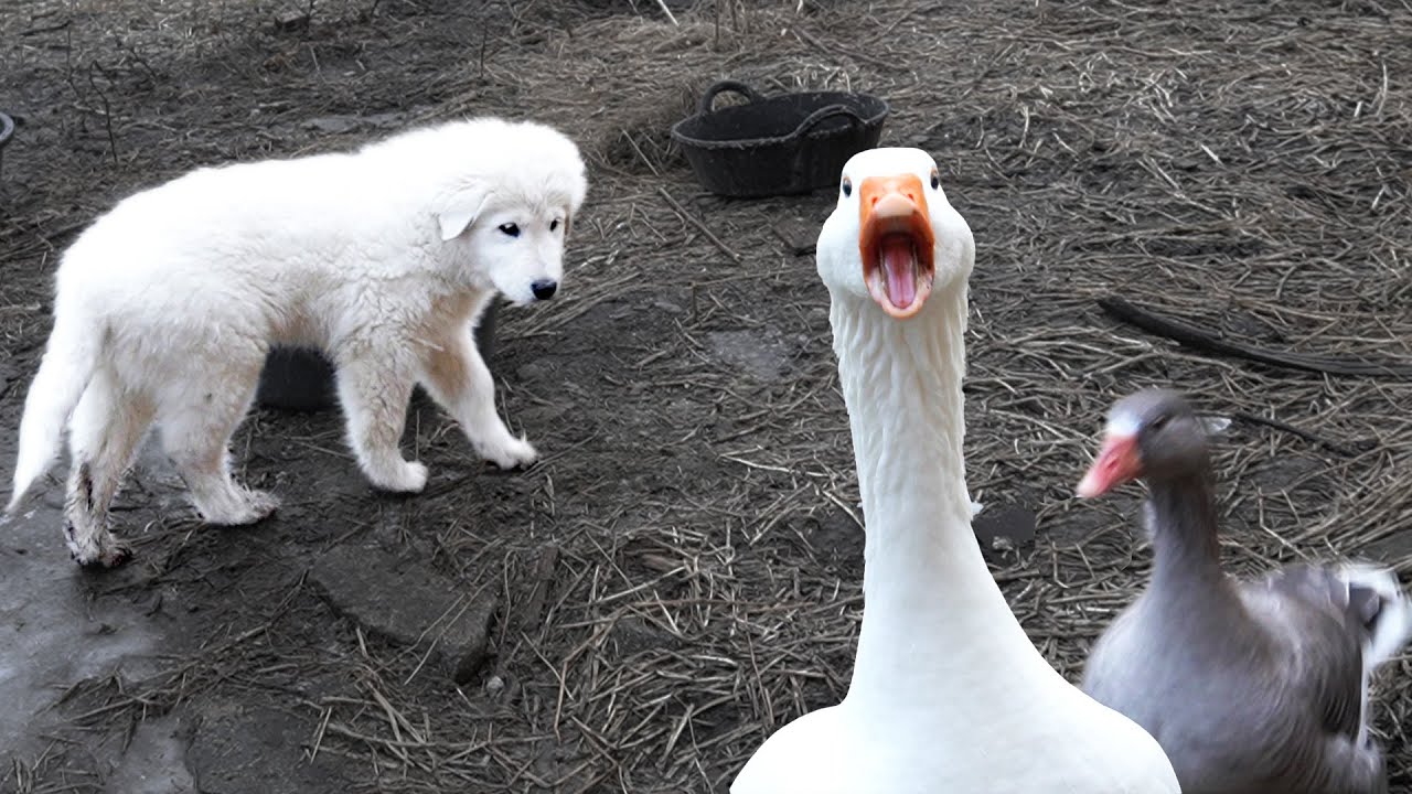 Watch a young livestock guardian confront a group of geese