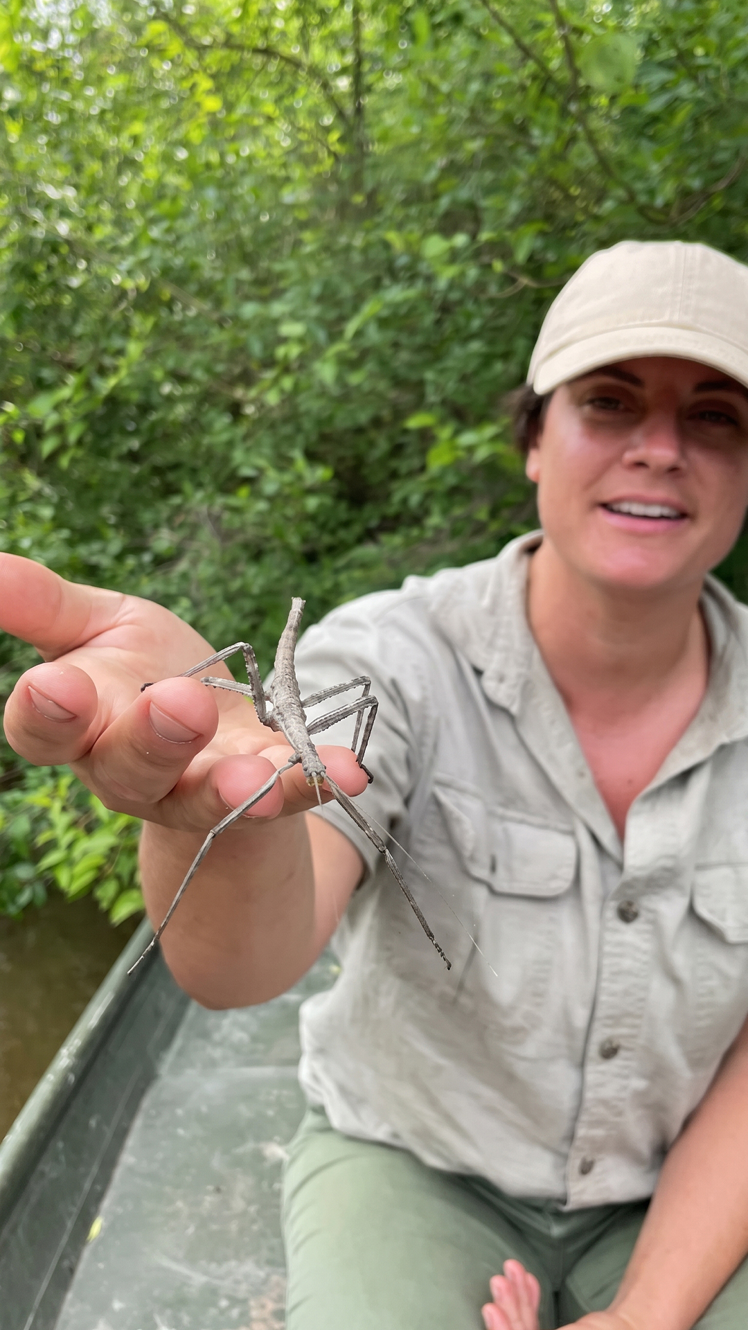 Stick bug camouflage makes this tiny insect surprisingly hard to spot