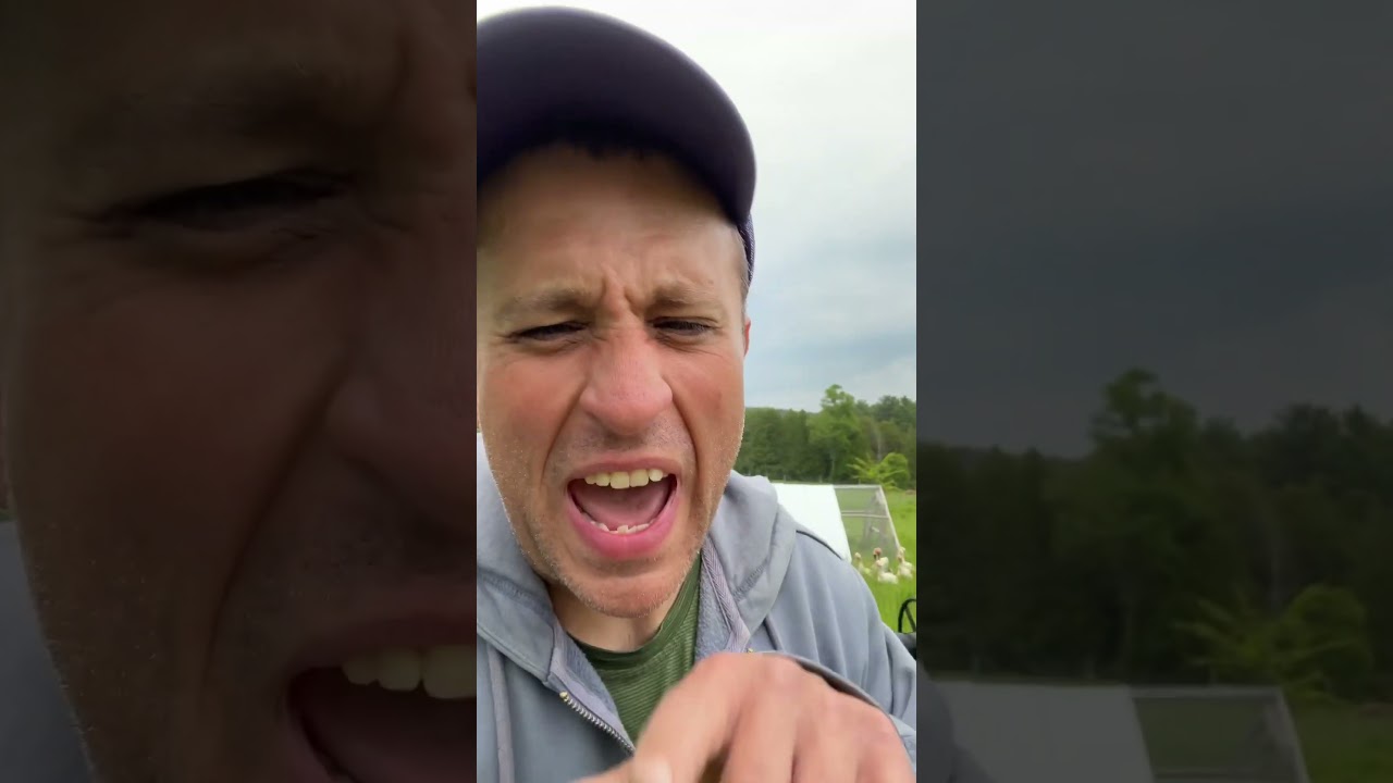 Watch a massive flock of birds march across a farm