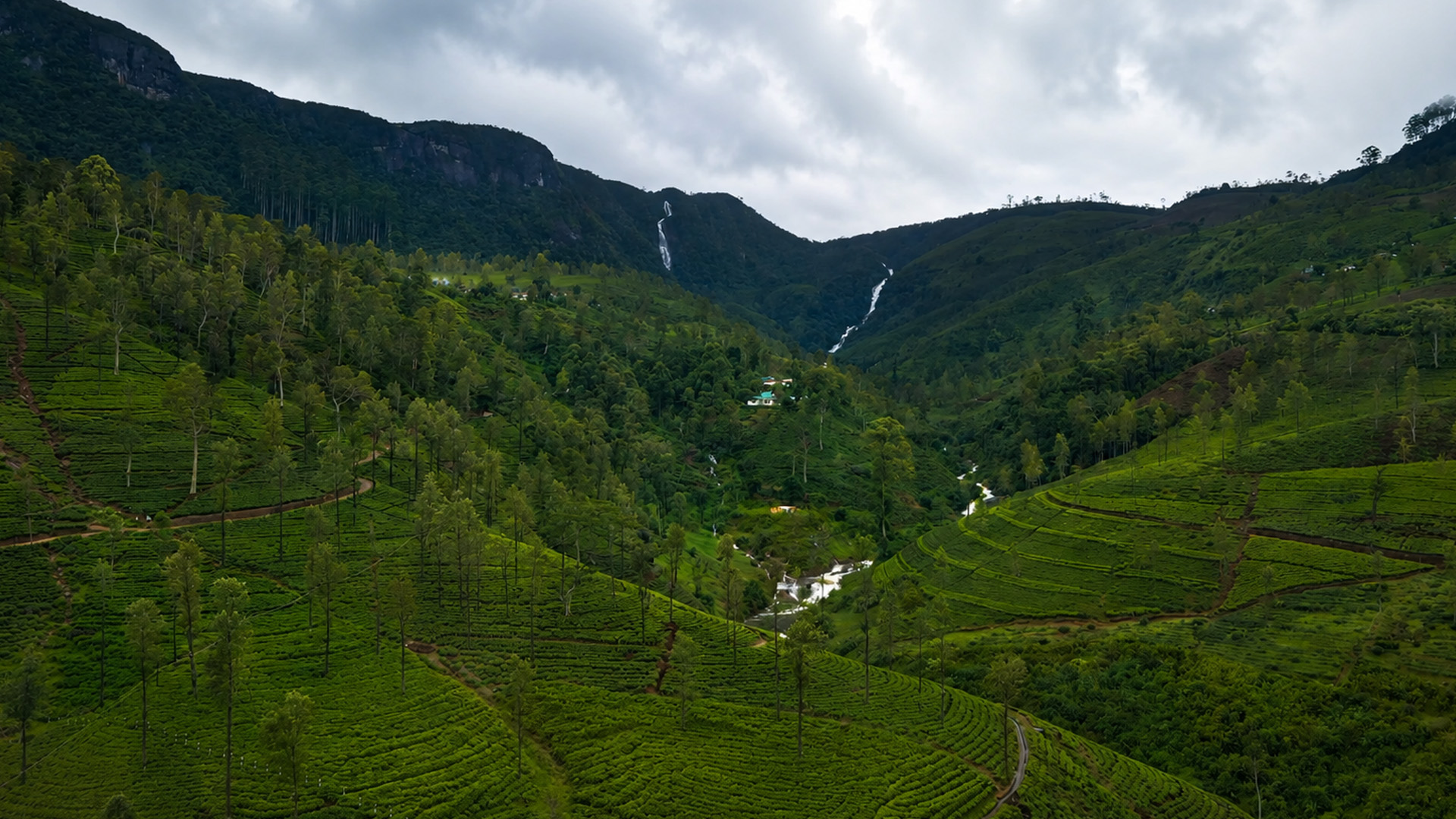 Why is tea grown on such steep slopes?
