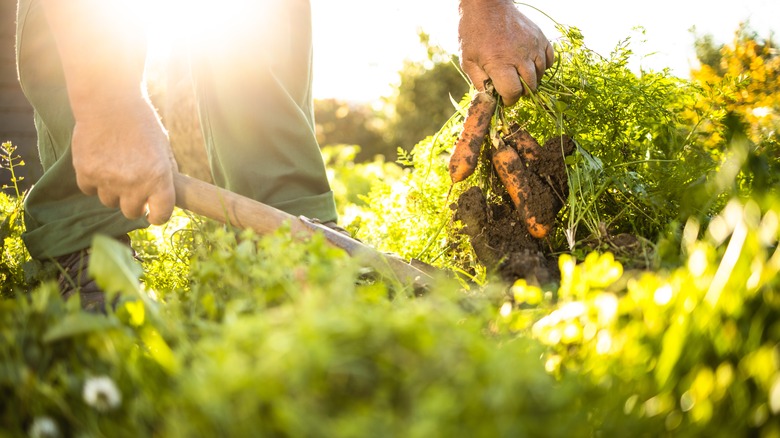 How to plant a fall vegetable garden