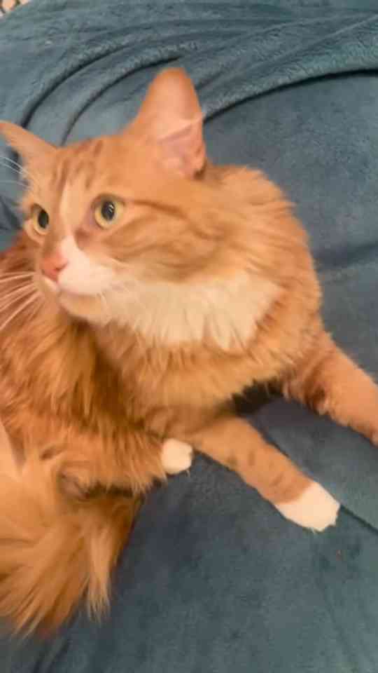 The unexpected moments that make this cat adventure special