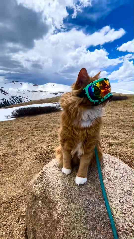 One charming cat moment that brought plenty of smiles