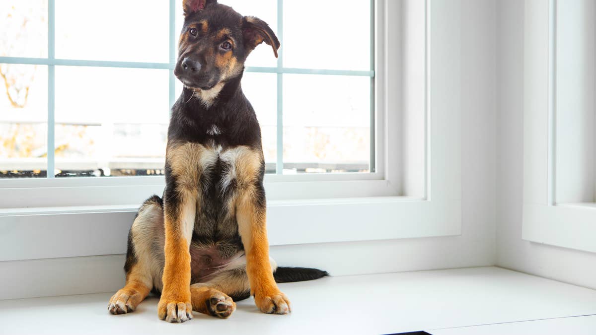 German shepherd puppy investigates his brother's noisy stomach growls