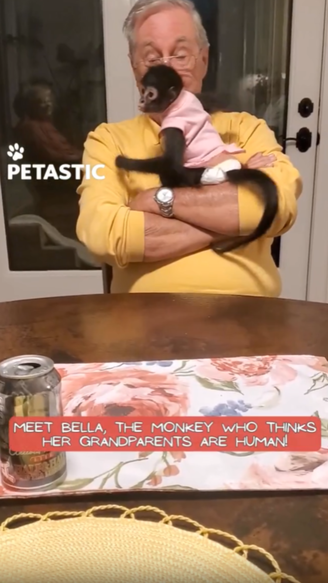 Adorable spider monkey forms immediate bond with grandparents during ...