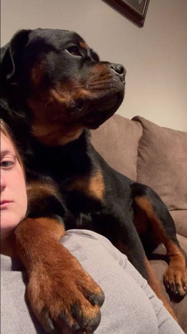 No personal space funny rottweiler puppy moment