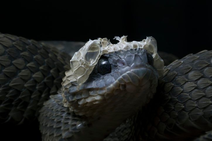 Why do snakes shed their skin?
