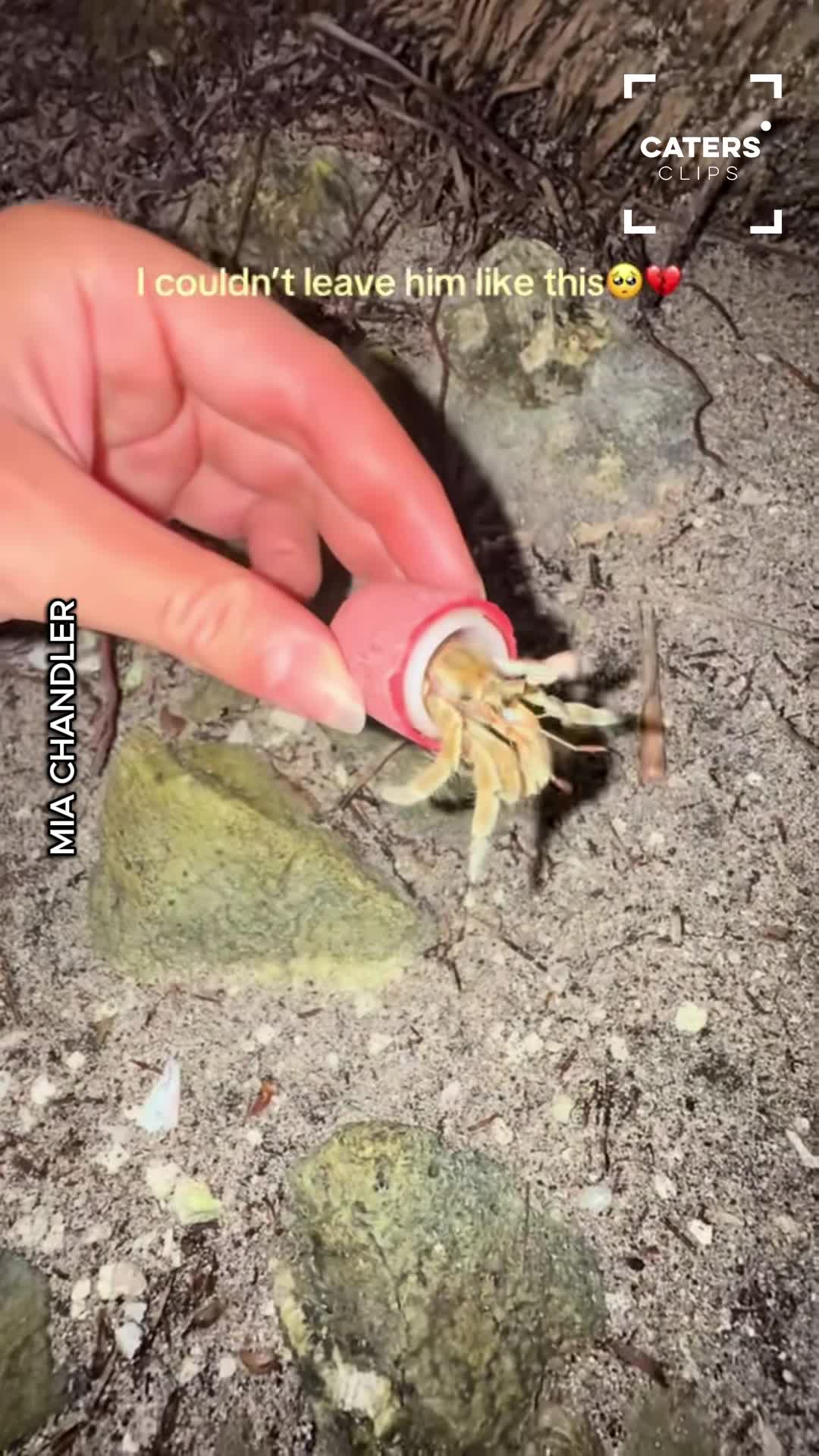 Woman finds tiny crab living in plastic before unexpected switch