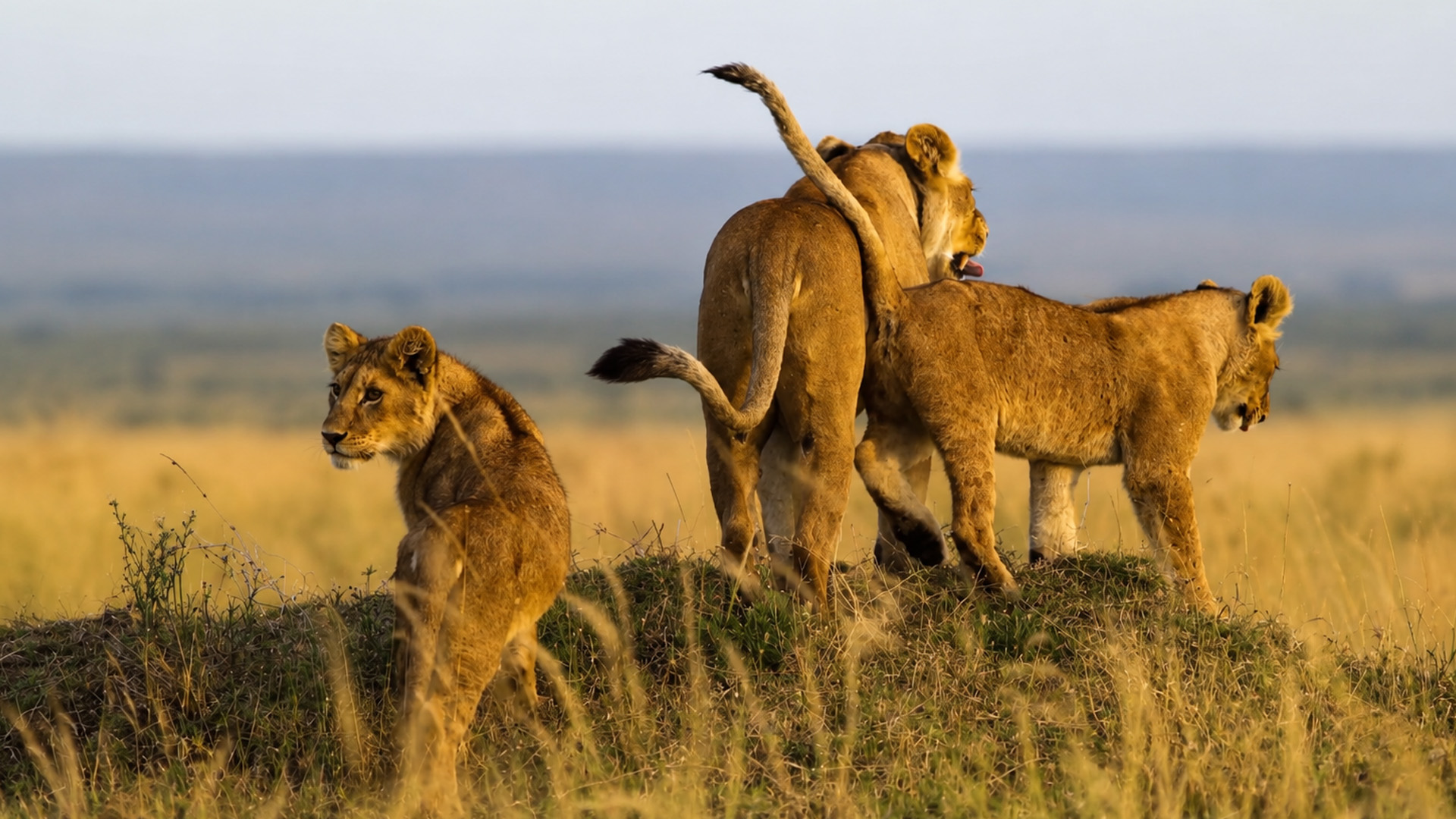 Life begins early for lions in the wild