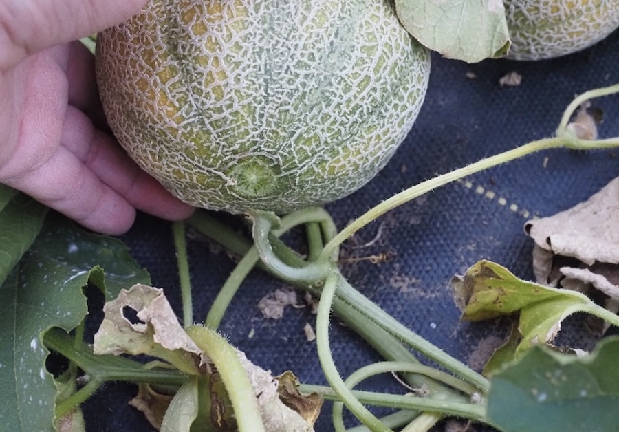 Harvesting and storing fresh produce for maximum quality