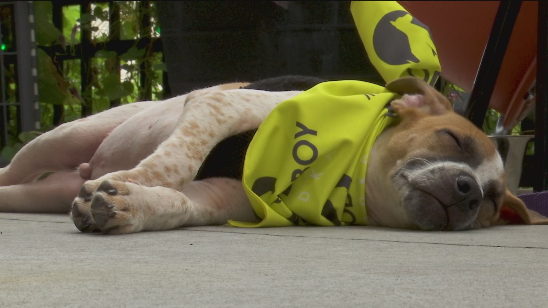 Topeka Clear the Shelters event highlights local rescue efforts