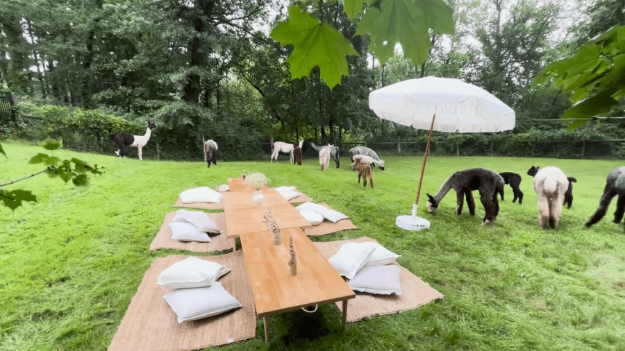 Weekend break: Yoga at Hitch'N Post Alpaca and Llama Farm in Woodstock