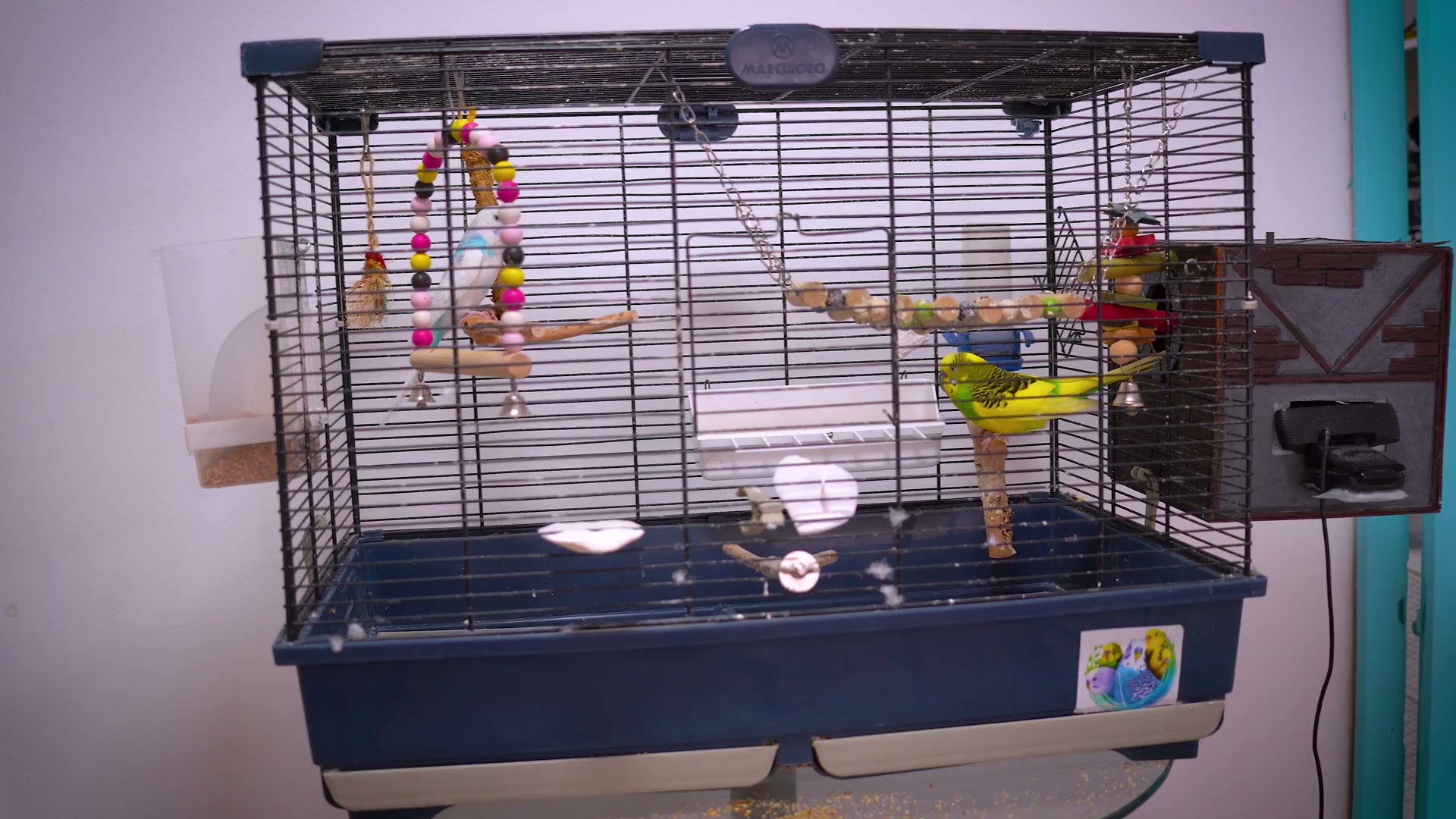 Avoid these common mistakes that can harm your baby parakeets