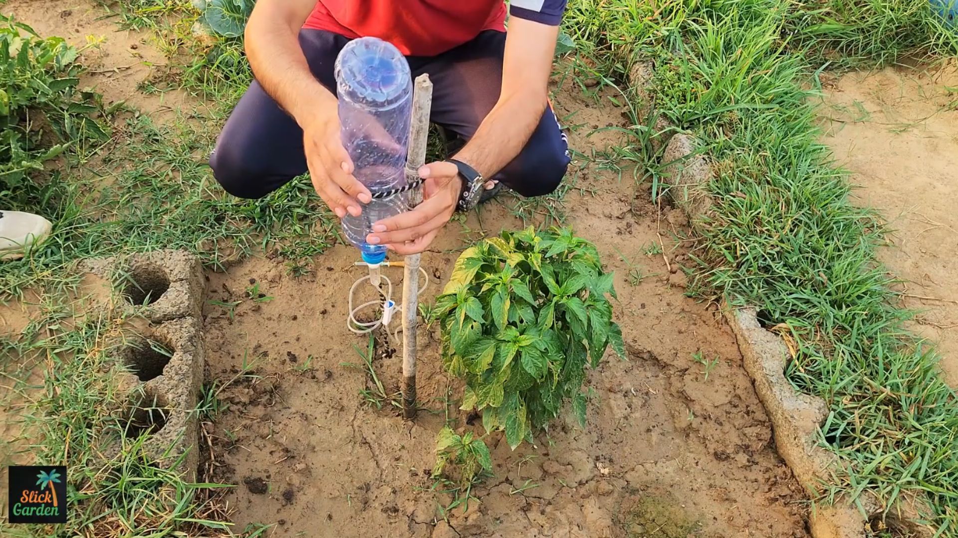 DIY drip irrigation tips using old plastic bottles
