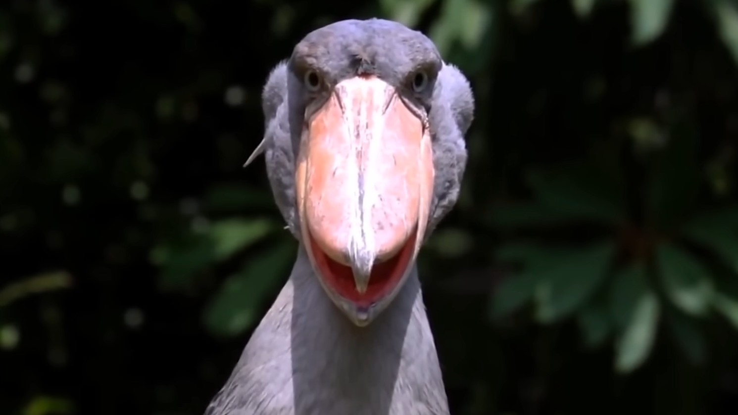 This Bird Sound Like a Machine Gun... Scientists call it a “living ...