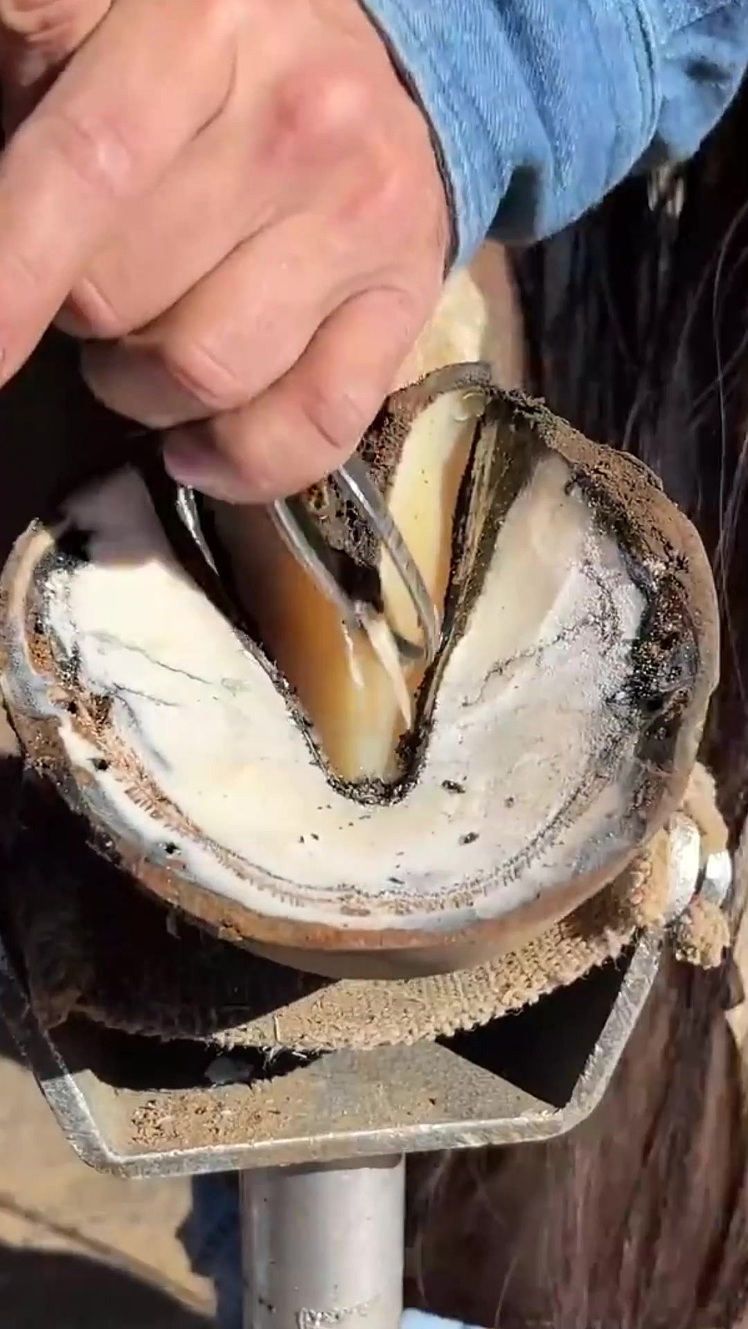 Trimming a horse's hoof is a whole process
