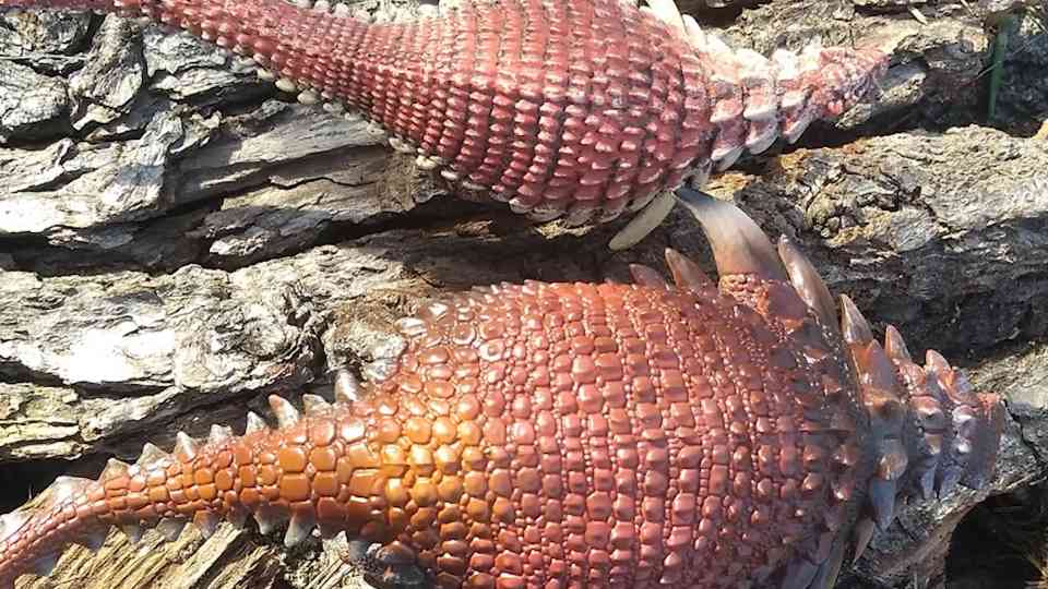 For the first time, we can actually reconstruct dinosaur colors - Their ...