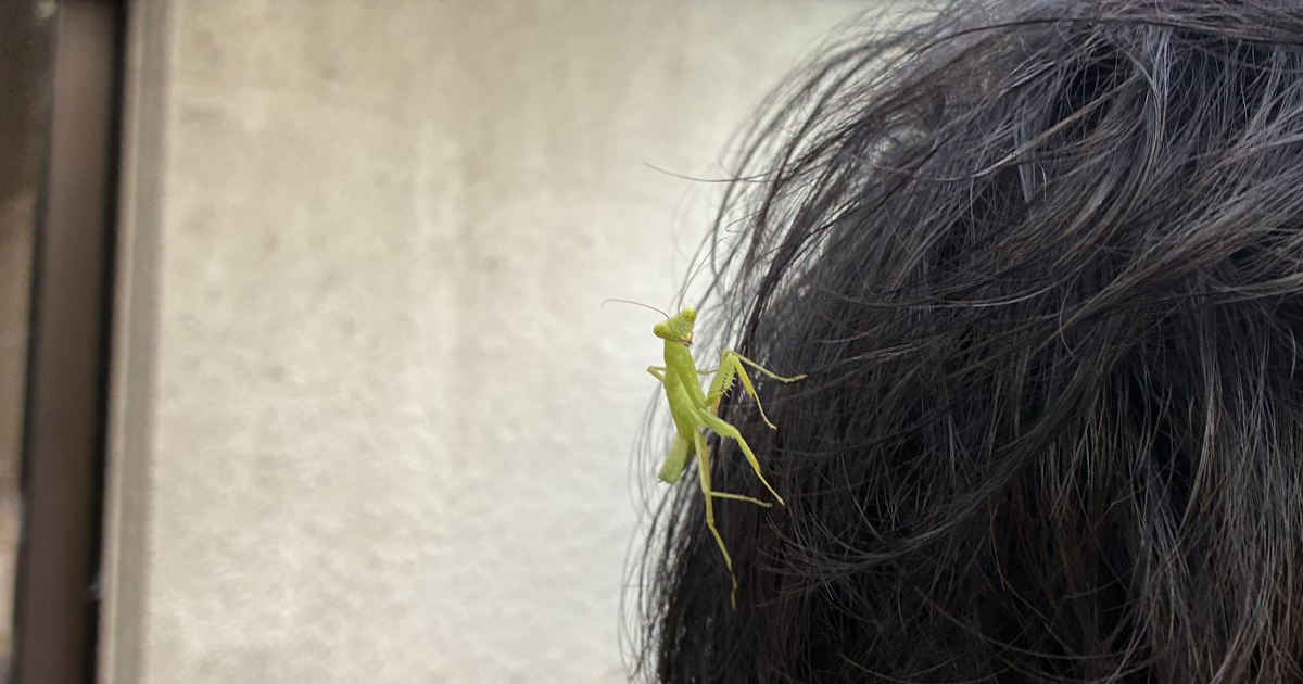 外出先で、妻が夫の頭を見てみたら……「お供キャラ連れてた」思わず二度見の光景に「ずいぶん楽しそうじゃねぇか」