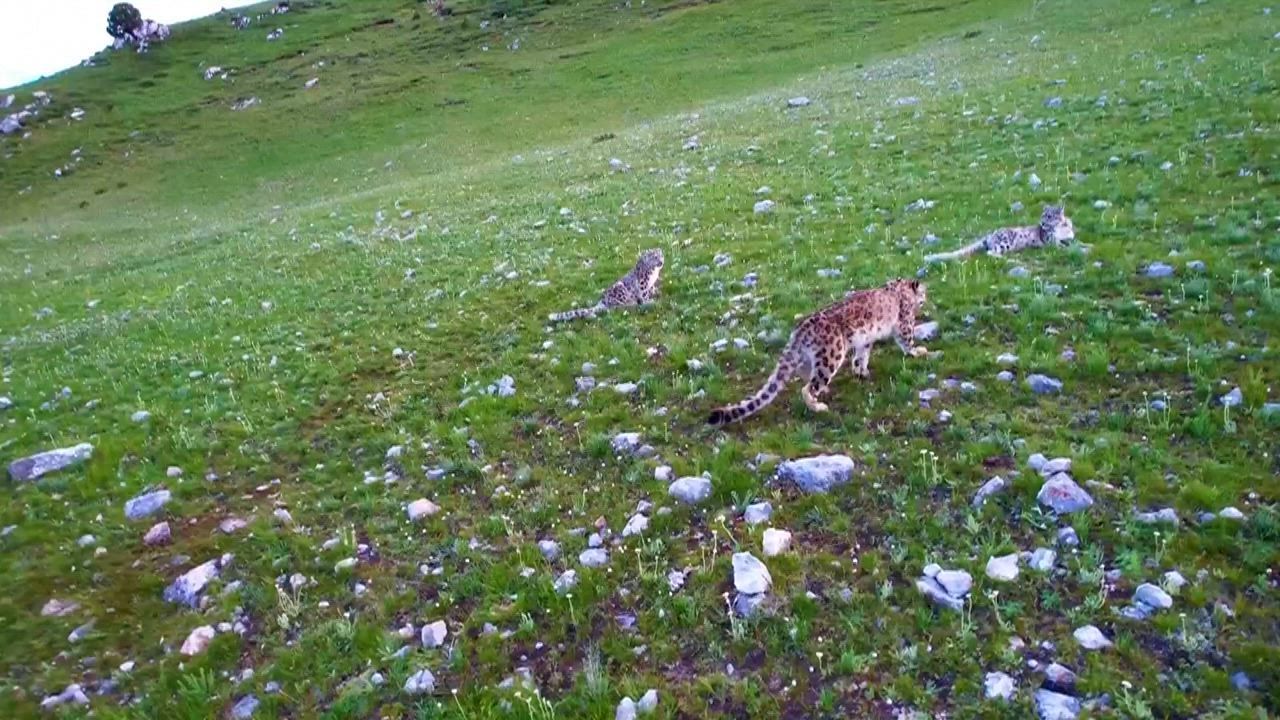 China: Vierköpfige Familie von Schneeleoparden gemeinsam in Qinghai ...