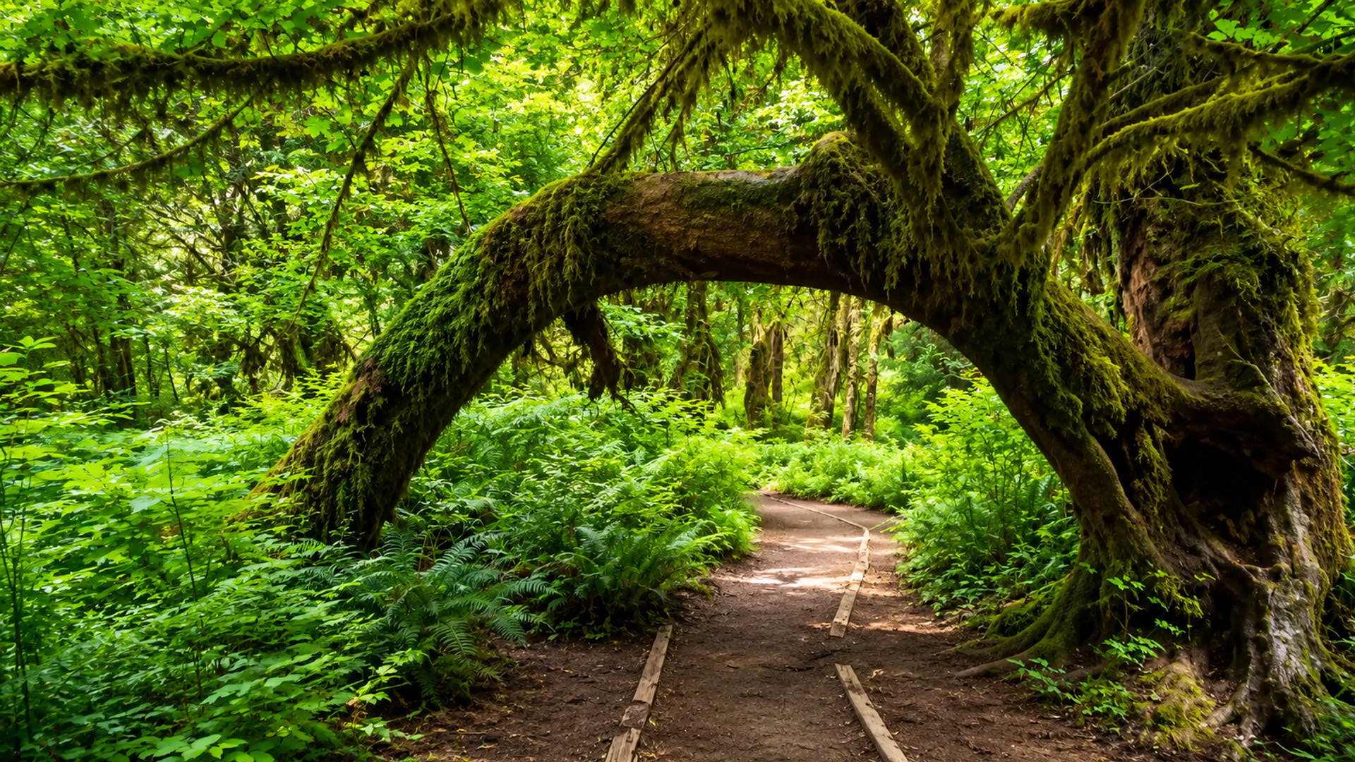 Have you discovered this mossy forest in Washington?