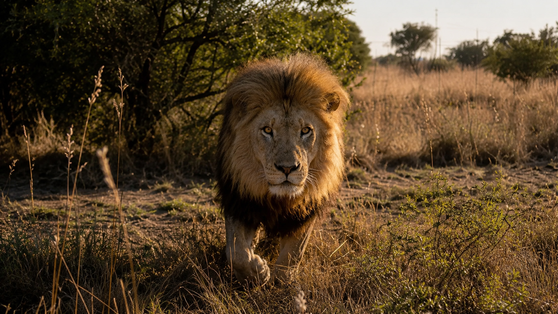 What happened when lions met a rhino?