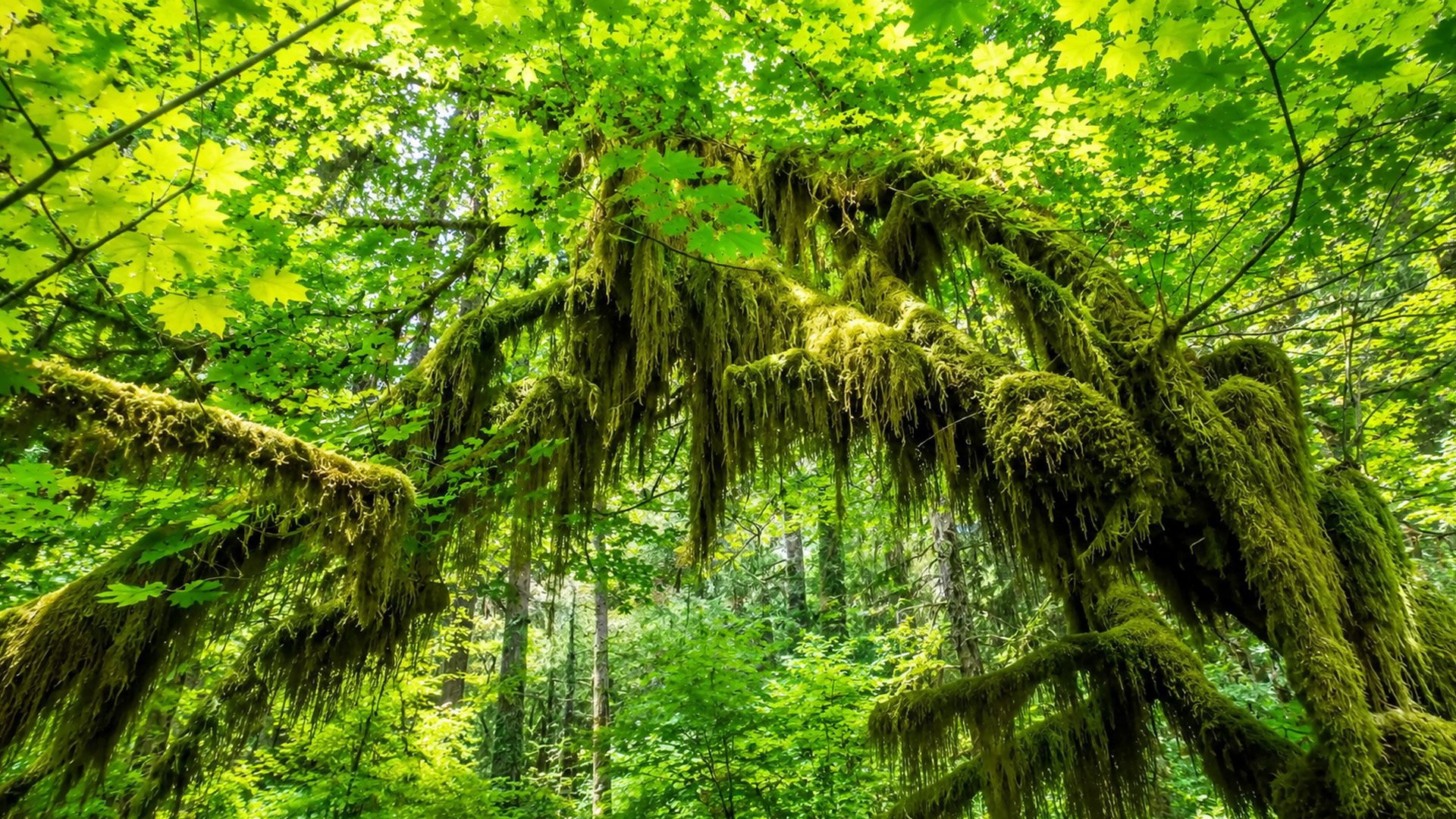Hoh Rain Forest reveals Washington’s wild green side (4K)