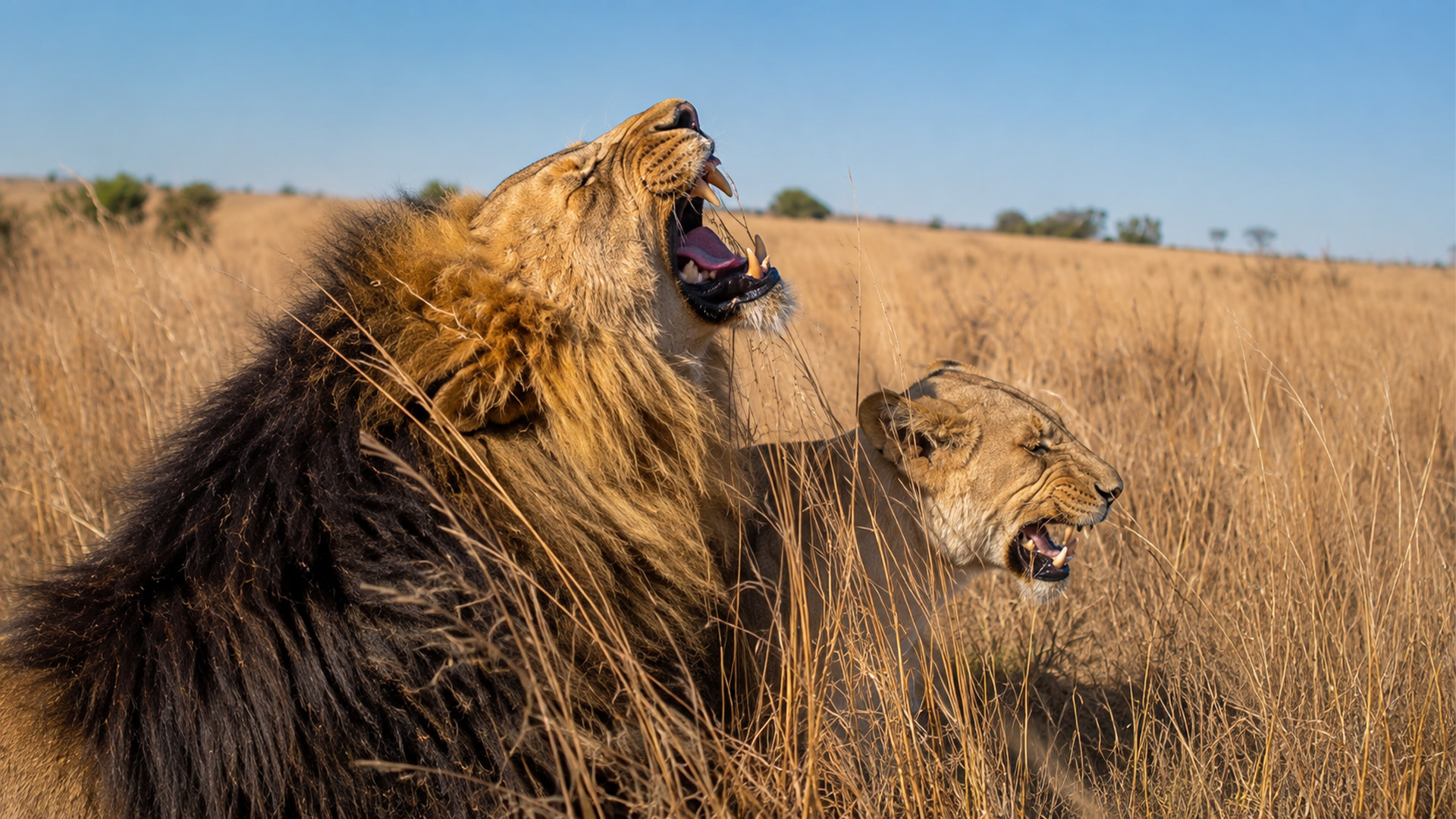 a-male-lion-s-roar-broke-the-silence