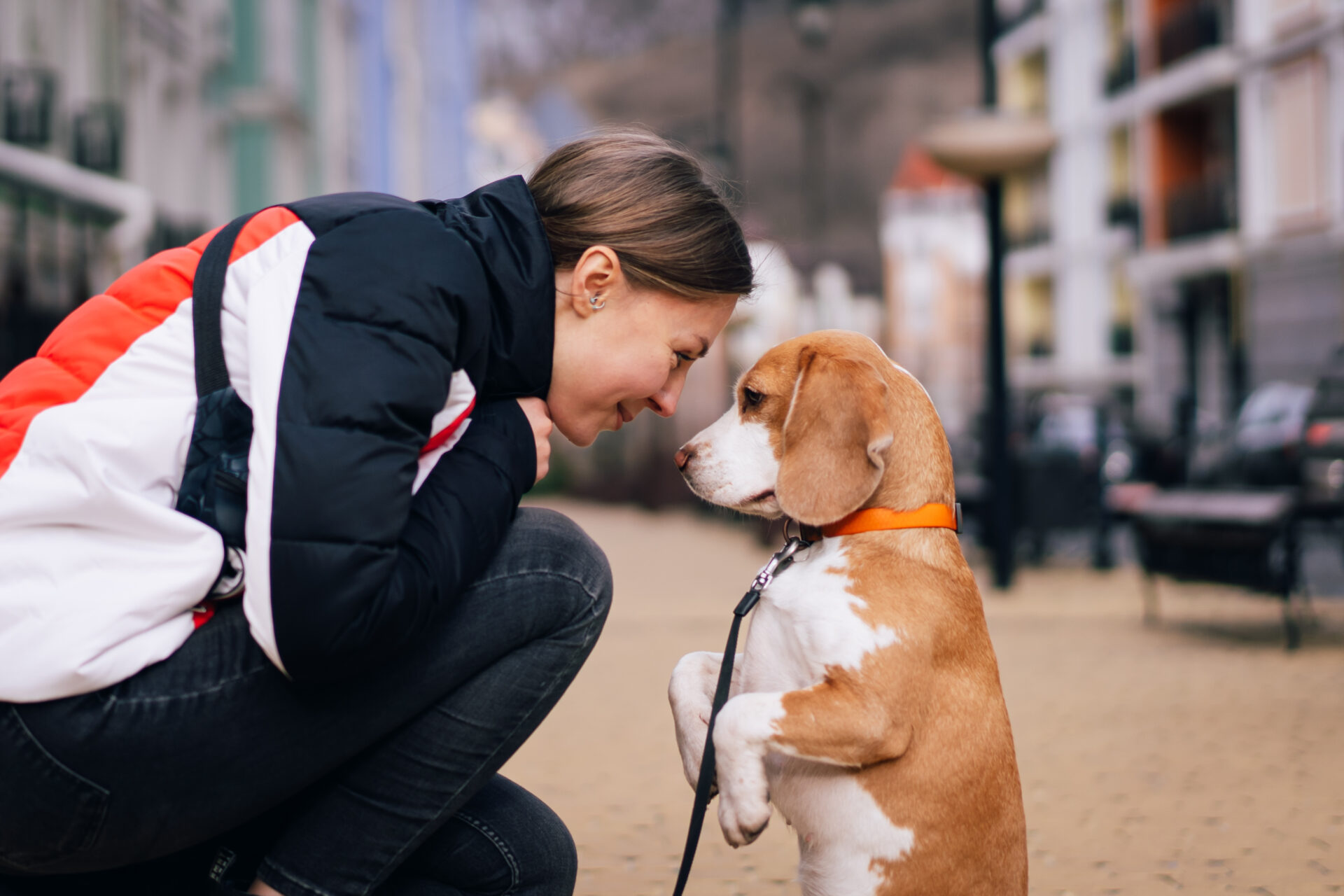 Um estudo mostra quais raças de cães percebem nossos sentimentos com ...