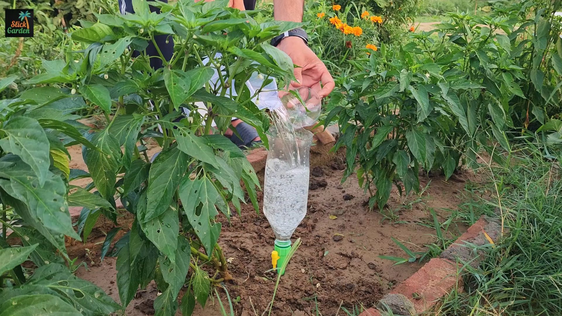 Smart drip irrigation ideas using recycled bottles