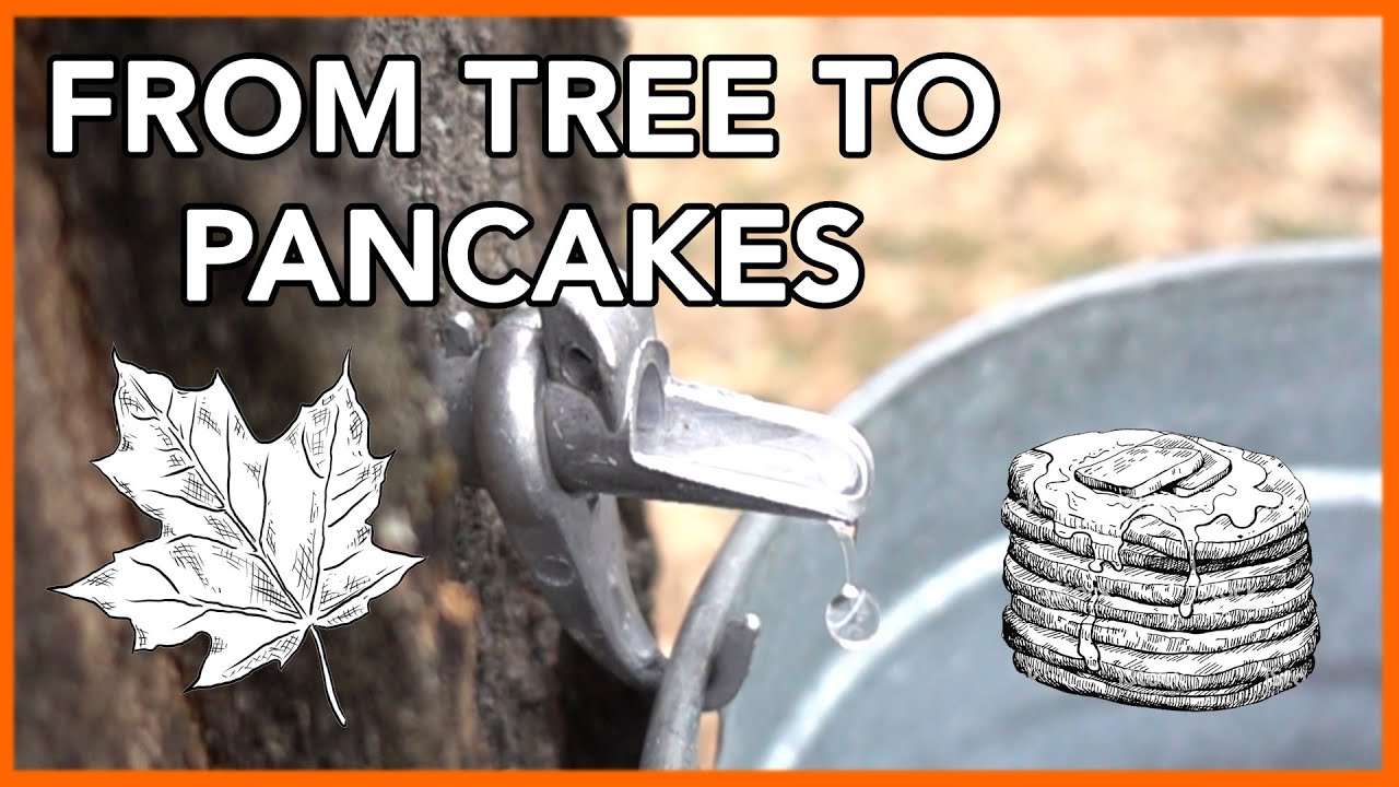 Learn the process of making maple syrup on a farm
