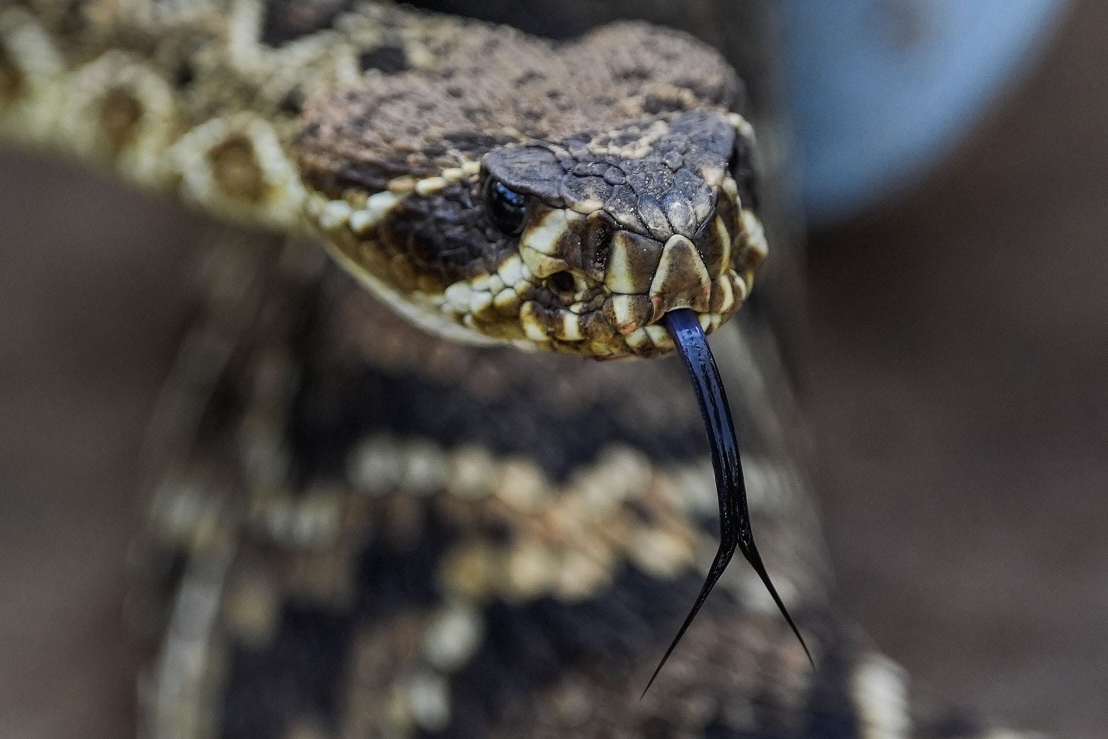 This GA river is among the most snake-infested in the US