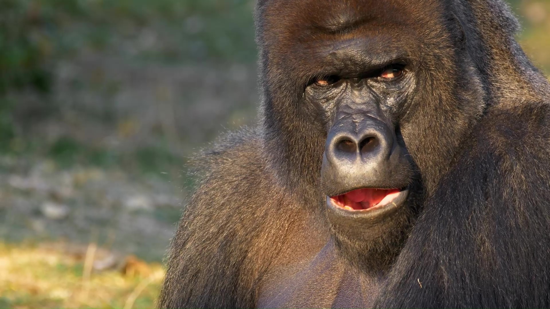 A close gorilla moment that feels strangely human