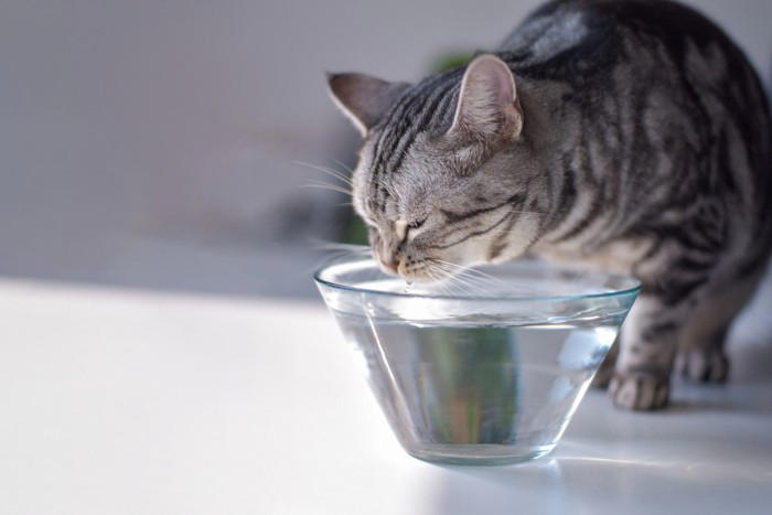 猫の体が『水分不足』を起こしているときのサイン4つ 命に関わる危険性から正しい対処法まで