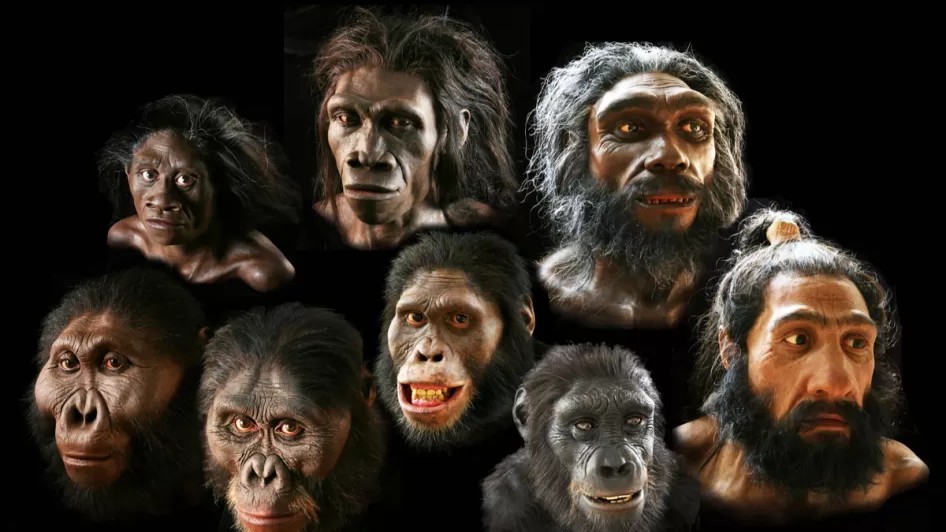 This is how 65 million years of evolution created modern humans