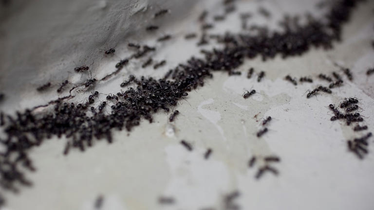 Does this home remedy help with an ant infestation?