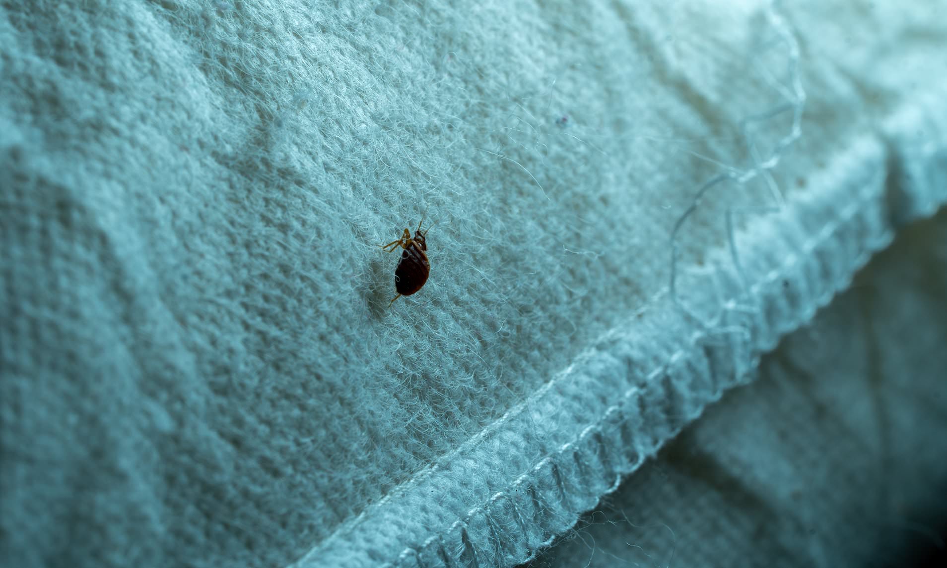 The hidden danger of bed bugs: Scientists discover pests can spread ...