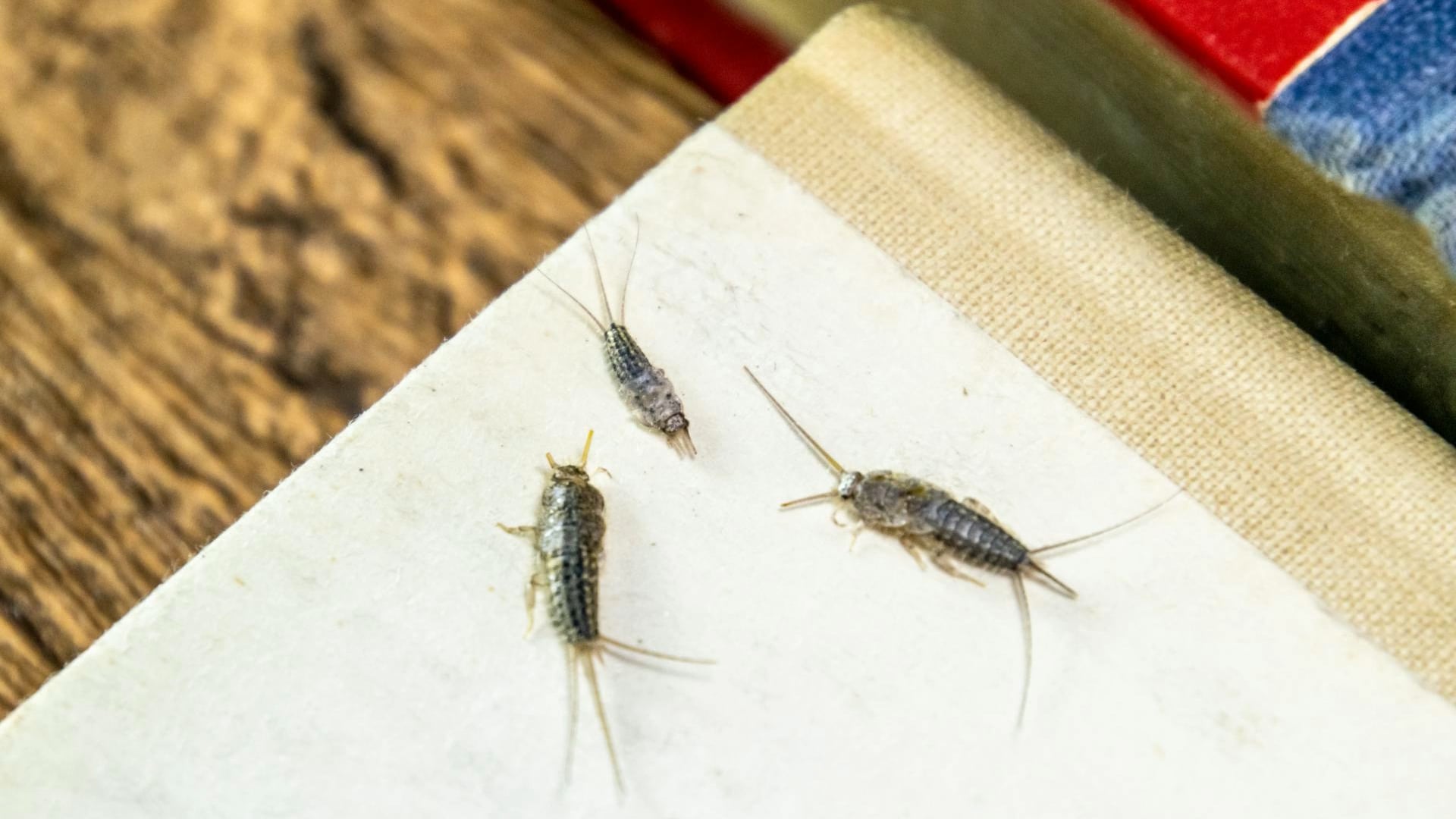 How to stop silverfish from infesting your home