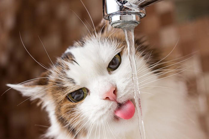 猫の体が『水分不足』を起こしているときのサイン4つ 命に関わる危険性から正しい対処法まで