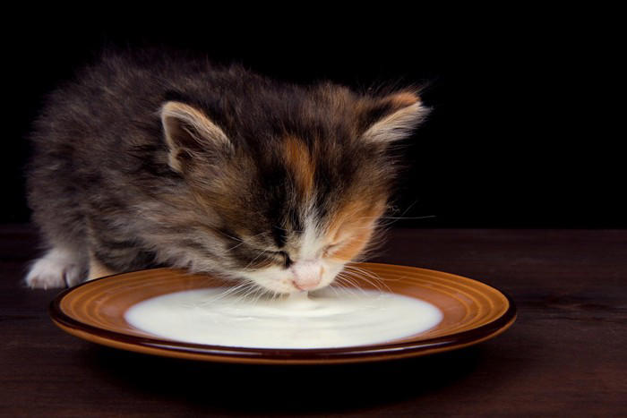 猫の体が『水分不足』を起こしているときのサイン4つ 命に関わる危険性から正しい対処法まで