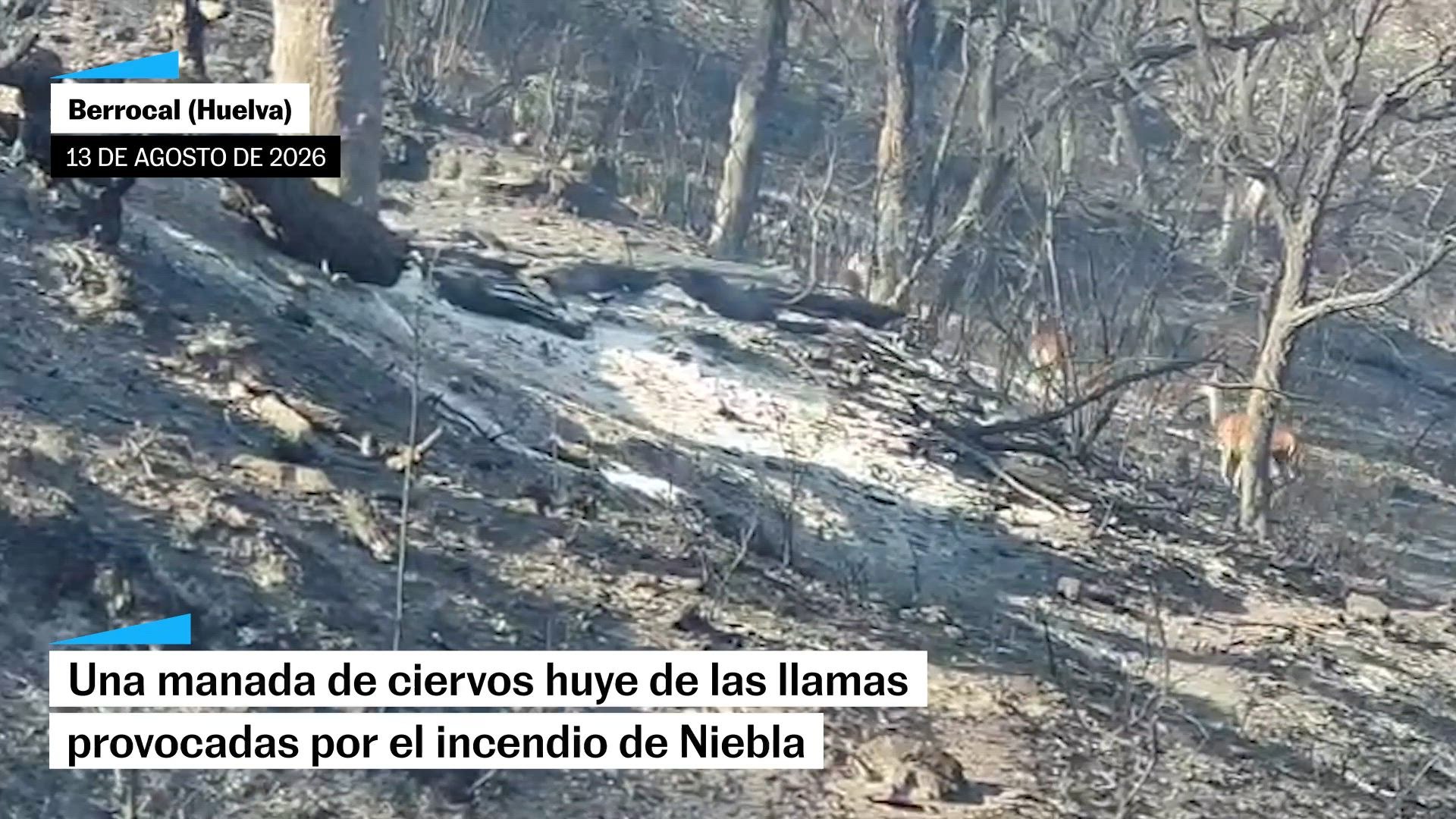 Una manada de ciervos huye de las llamas provocadas por el incendio de ...