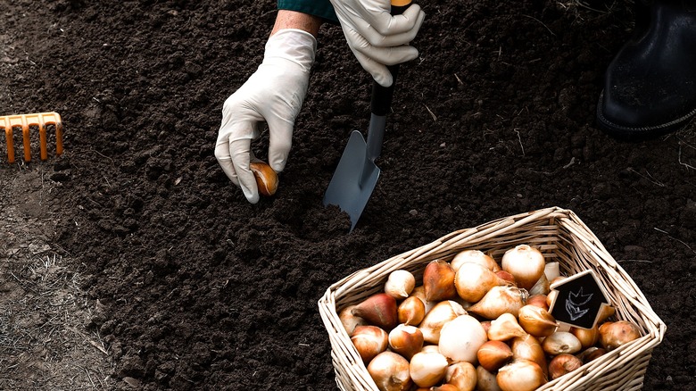 Our pro gardener's picks for the best spring bulbs to plant this fall