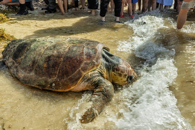 Massive loggerhead turtle returns to sea after weeks of rehabilitation