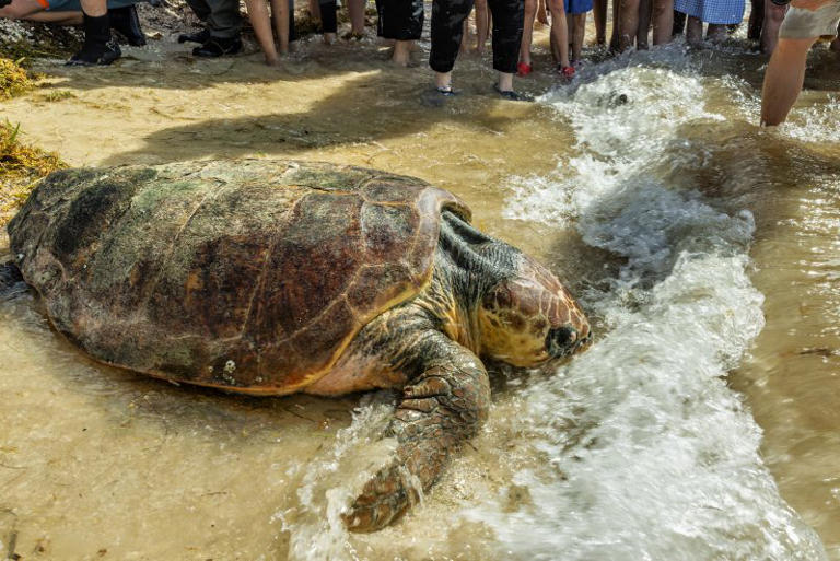 Massive loggerhead turtle returns to sea after weeks of rehabilitation