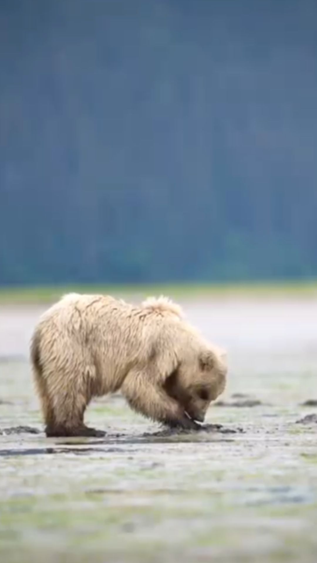 Brown bear feeding insights from Alaska’s mudflats