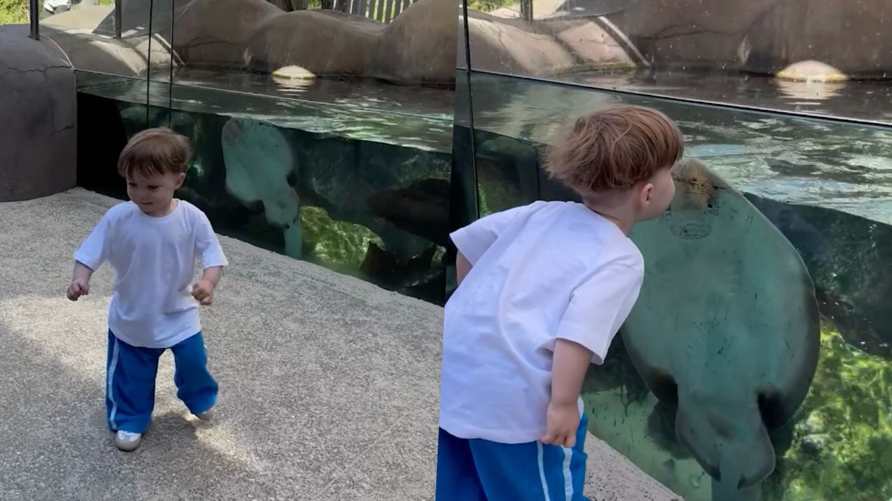 Boy has dance party with stingray at zoo | Happily